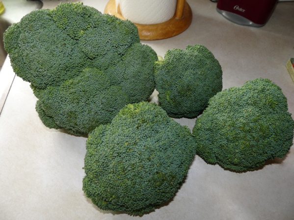 2# Broccoli